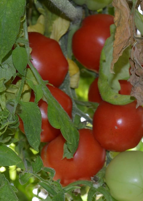 Aquaponic Tomatoes - Aquaponics Exposed