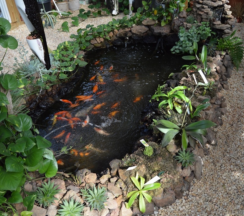 Backyard Koi Pond For Aquaponics - Aquaponics Exposed