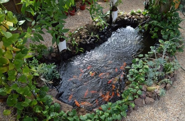 Koi Pond For Aquaponics